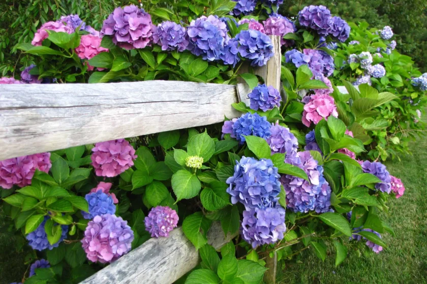 East Hampton, NY Landscape Installation