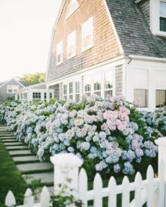 hamptons hydrangeas