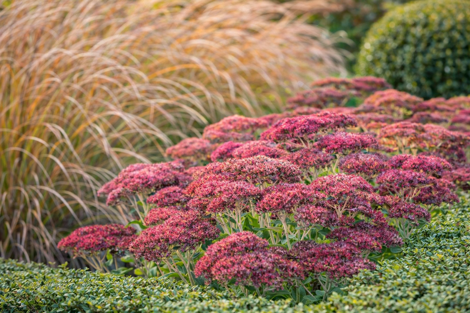 Sedum ‘Autumn Joy’ Hamptons fall garden