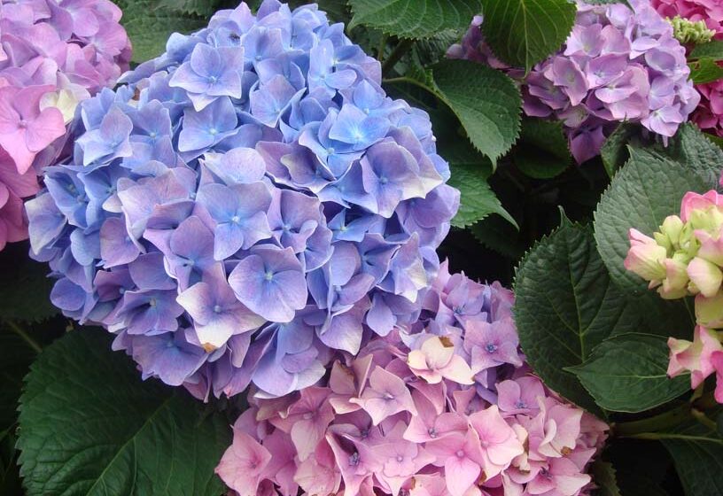 hydrangeas seasonal planting