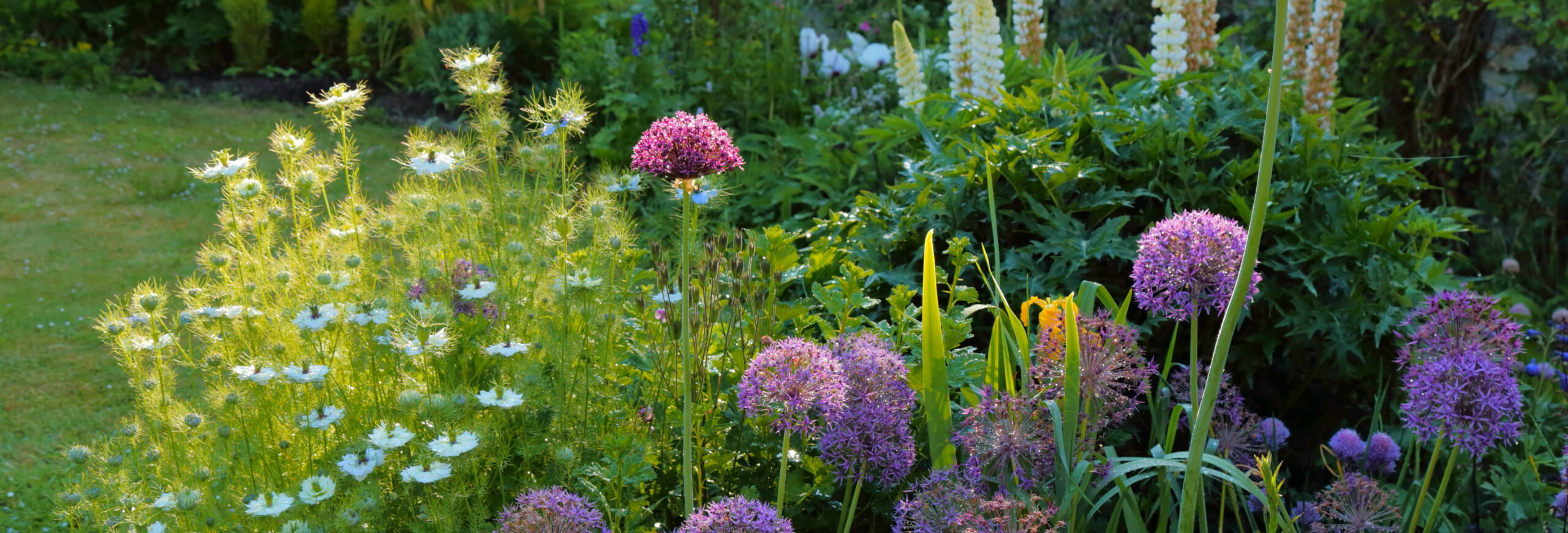 creative design landscpes allium coneflower combo garden in southampton and westhampton beach
