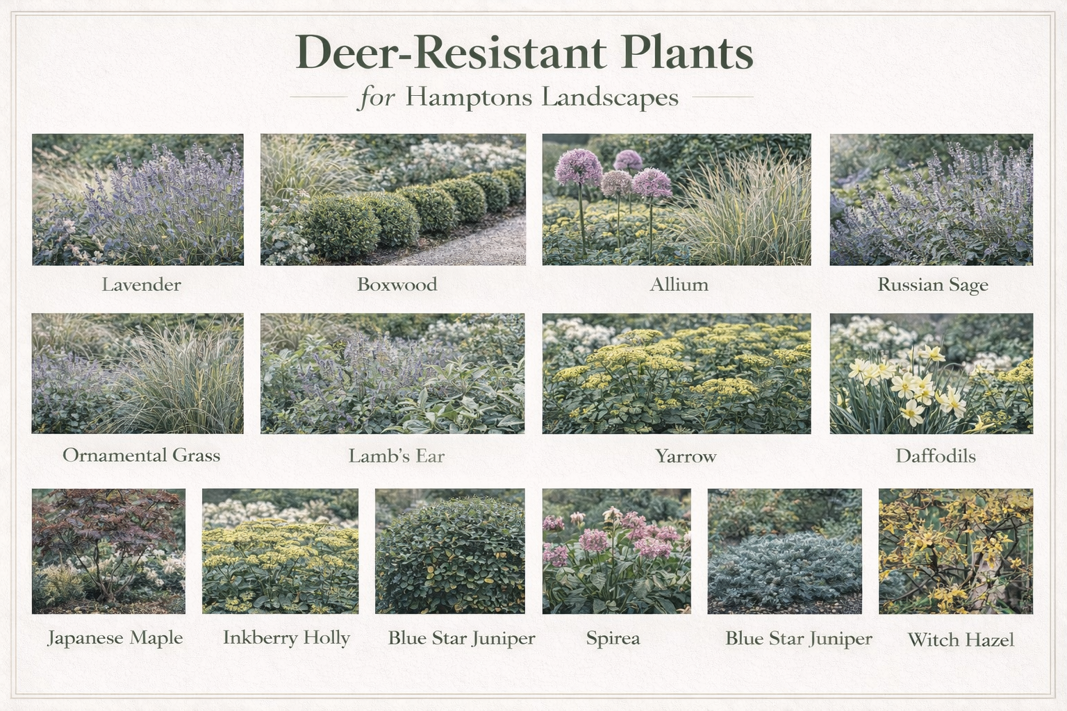deer resistant plants for Hamptons landscaping Creative design Landscapes