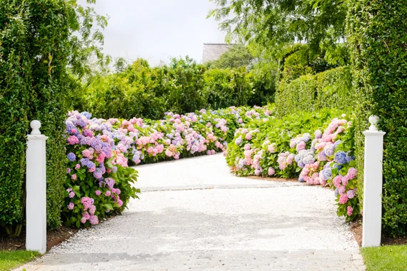 hydrangea path walkway hamptons landscape