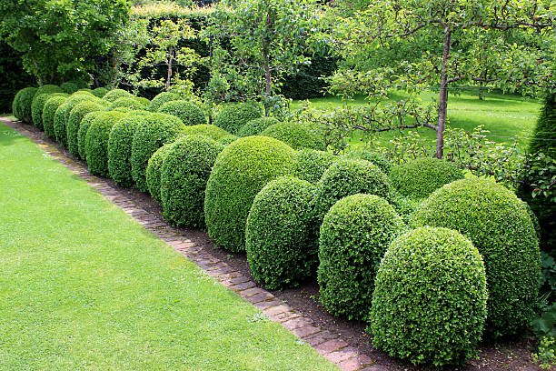 creative design landscapes in easthampton, new york. boxwood buxus spp. evergreen shrub used for structure, edging, and formailty in many hamptons landscape designs