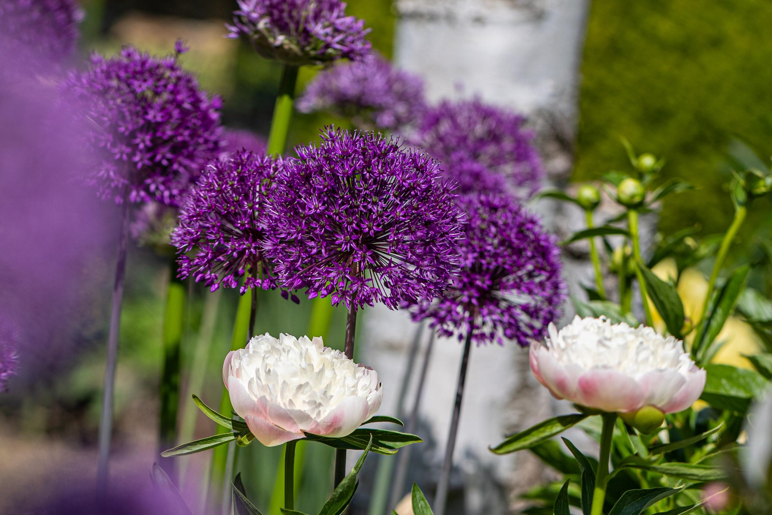 peony spring planting