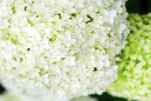 Annabelle hydrangeas, hamptons landscape design