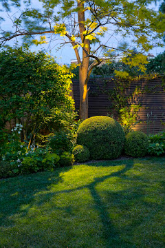 Up-lit Robinia pseudoacacia 'Frisia', large clipped boxwoods in the hamptons southampton,easthampton, westahmpton, sag harbor, landscape lighting, award winning landscape design