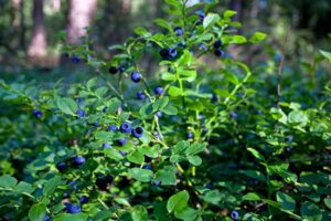 Early Lowbush blueberry Eastahmpton, Southampton, Westhampton, Sag Harbor revegetation planting