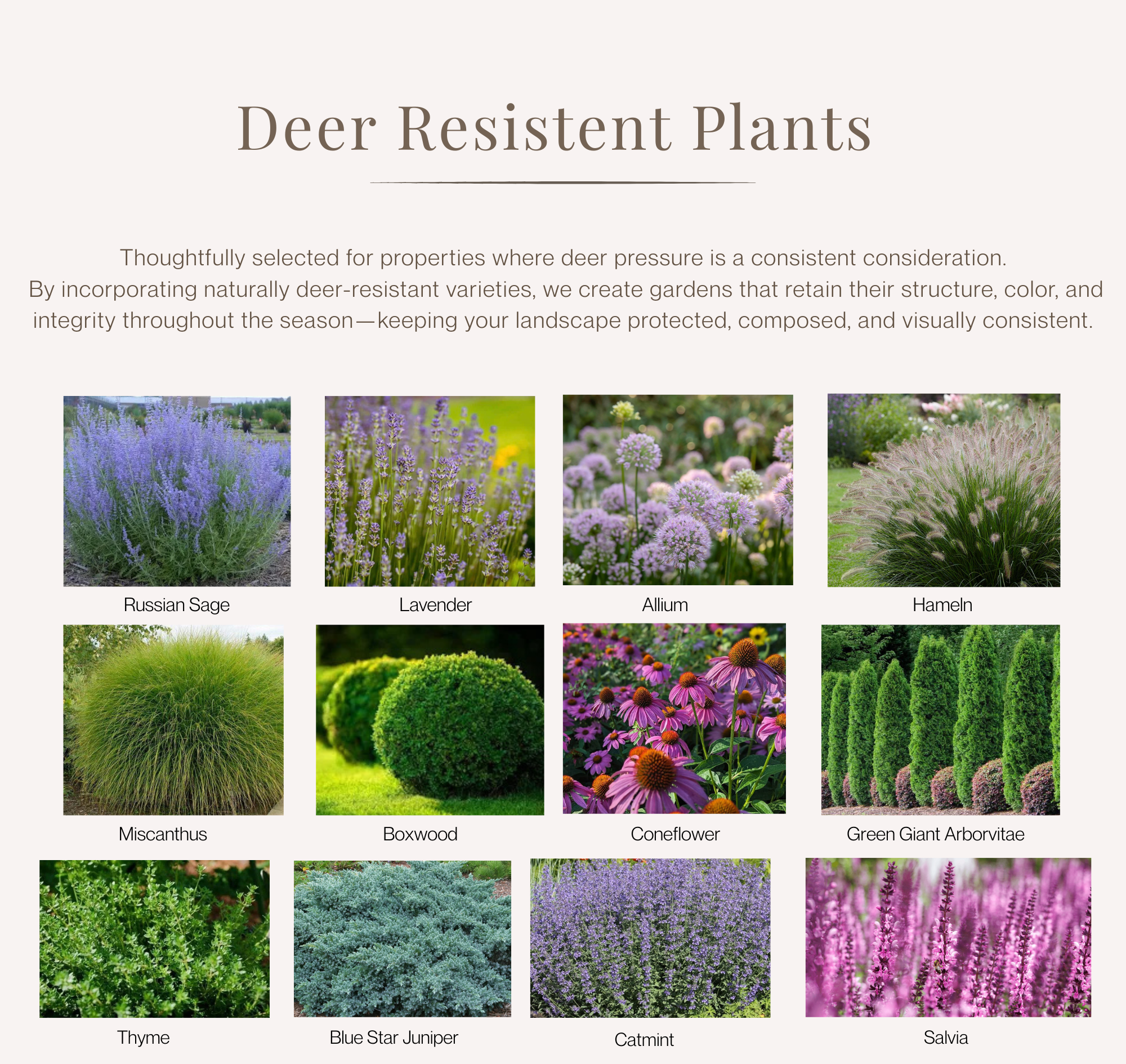 deer resistant plants for Hamptons landscaping Creative design Landscapes