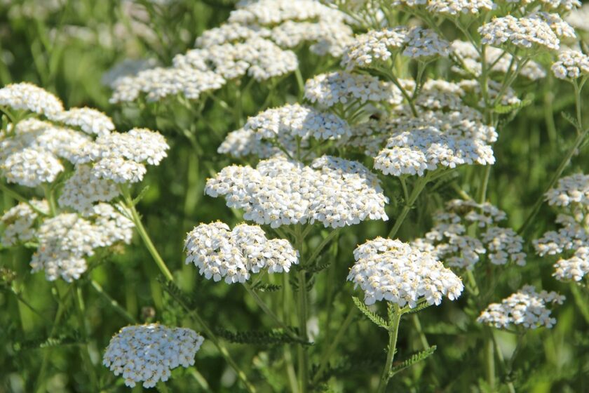 yarrow landscape design element