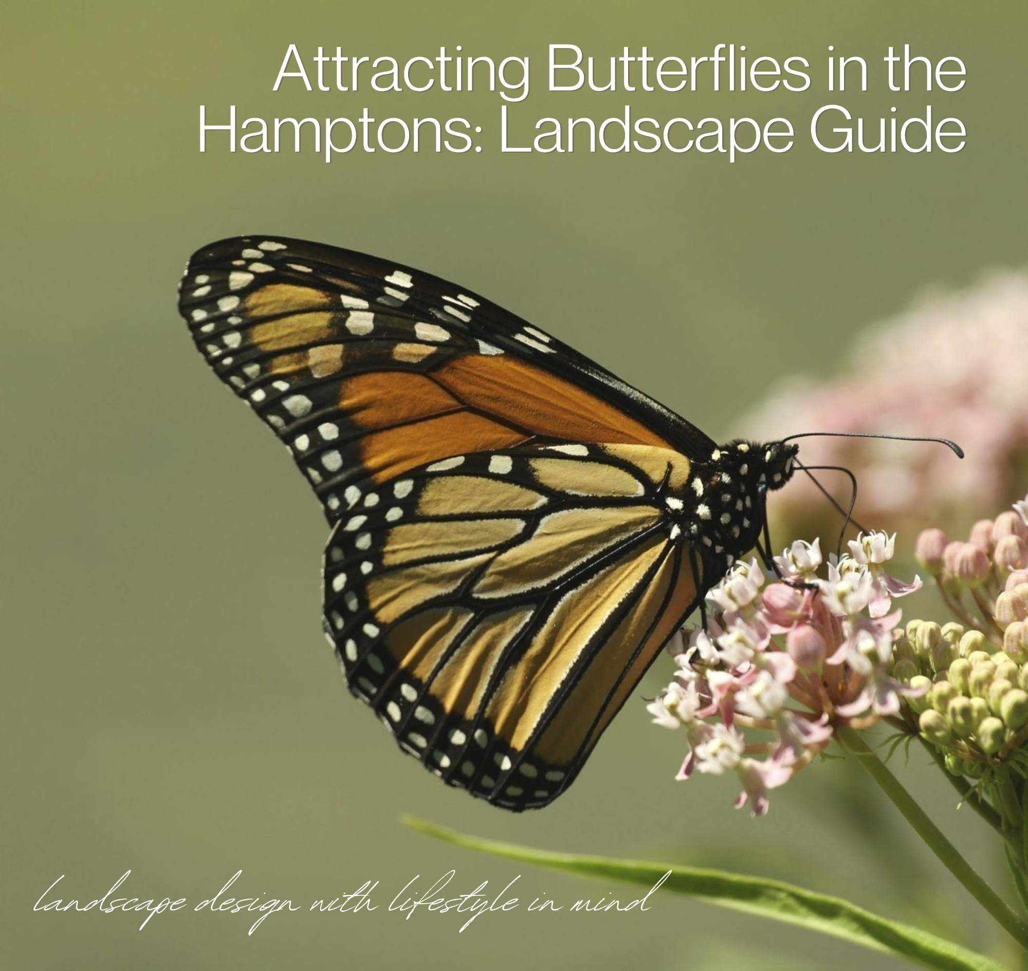 The most effective butterfly-friendly landscapes in the Hamptons are shaped through intentional plant selection that supports movement, habitat, and seasonal continuity. This guide highlights plant combinations used across East Hampton and Southampton properties, blending host and nectar plants with ornamental grasses and evergreen structure to create refined, pollinator-supporting coastal landscapes southampton, sag harbor, westhampton beach, watermill