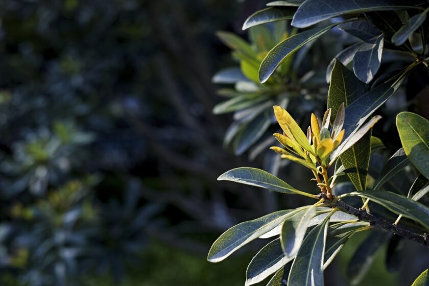 bayberry: deer resistant plant