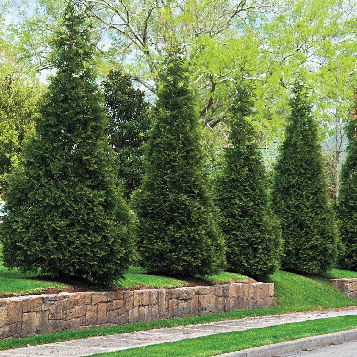 Shaded lawn beneath mature trees on a Remsenburg, NY property