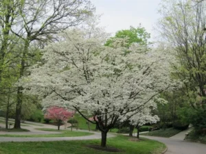 Flowering Dogwood Easthampton, Southampton, Westhampton, Sag Harbor revegetation planting