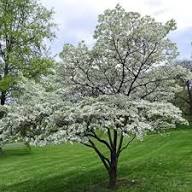 Flowering Dogwood Easthampton, Southampton, Westhampton, Sag Harbor revegetation planting