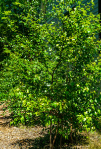 Grey Birch Easthampton, Southampton, Westhampton, Sag Harbor revegetation planting