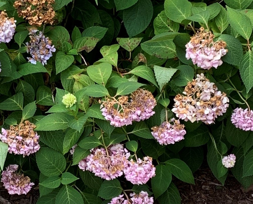 Anthracnose: Growing and Maintaining Healthy Hydrangeas LANDSCAPE DETAILS, CREATIVE TOUCH, LANDSCAPE LIGHTING, SCREENING TREES IN THE HAMPTONS, SECURITY SERVICES, LIGHTING SERVICES, LANDSCAPE SERVICES. EASTHAMPTON, SOUTHAMPTON, WESTHAMPTON, SAG HARBOR Bridgehampton, NY Amagansett, NY Sag Harbor, NY Westhampton, NY Hampton Bays, NY Montauk, NY Westhampton Beach, NY North Haven,NY. Sagaponack, NY Remsenburg, NY Quogue, NY. landscape design,