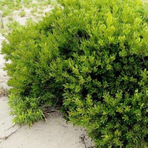 Northern Bayberry Eastahmpton, Southampton, Westhampton, Sag Harbor revegetation planting