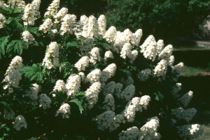 OAKLEAF HYDRANGEA, HAMPTONS LANDSCAPE DESIGN
