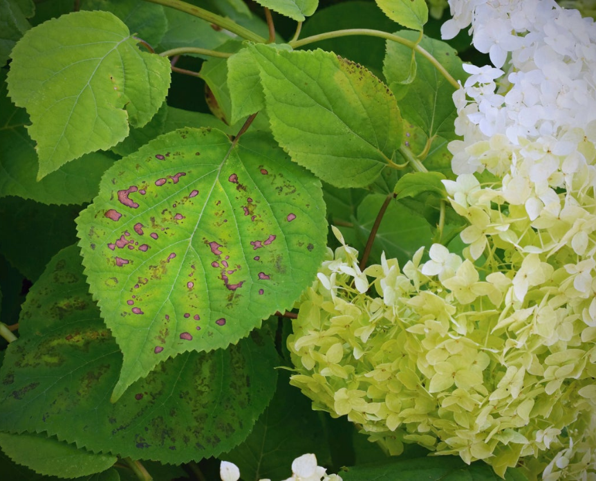 Anthracnose: Growing and Maintaining Healthy Hydrangeas LANDSCAPE DETAILS, CREATIVE TOUCH, LANDSCAPE LIGHTING, SCREENING TREES IN THE HAMPTONS, SECURITY SERVICES, LIGHTING SERVICES, LANDSCAPE SERVICES. EASTHAMPTON, SOUTHAMPTON, WESTHAMPTON, SAG HARBOR Bridgehampton, NY Amagansett, NY Sag Harbor, NY Westhampton, NY Hampton Bays, NY Montauk, NY Westhampton Beach, NY North Haven,NY. Sagaponack, NY Remsenburg, NY Quogue, NY. landscape design,