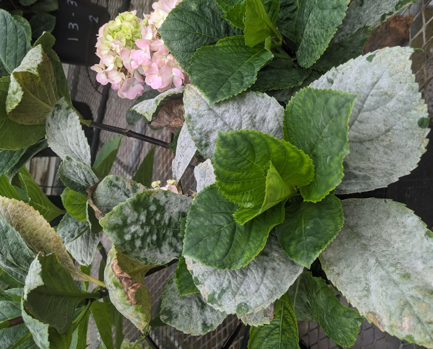 powdery mildew: Growing and Maintaining Healthy Hydrangeas LANDSCAPE DETAILS, CREATIVE TOUCH, LANDSCAPE LIGHTING, SCREENING TREES IN THE HAMPTONS, SECURITY SERVICES, LIGHTING SERVICES, LANDSCAPE SERVICES. EASTHAMPTON, SOUTHAMPTON, WESTHAMPTON, SAG HARBOR Bridgehampton, NY Amagansett, NY Sag Harbor, NY Westhampton, NY Hampton Bays, NY Montauk, NY Westhampton Beach, NY North Haven,NY. Sagaponack, NY Remsenburg, NY Quogue, NY. landscape design,