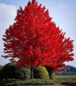 red maple Eastahmpton, Southampton, Westhampton, Sag Harbor revegetation planting