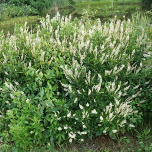 Sweet Pepperbush Eastahmpton, Southampton, Westhampton, Sag Harbor revegetation planting