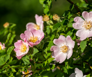 wild rose Eastahmpton, Southampton, Westhampton, Sag Harbor revegetation planting