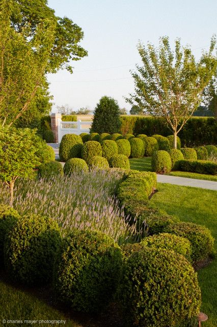 Hamptons, tree shaping, maintenance boxwoods, native plantings, southampton, easthampton, sag harbor,watermill