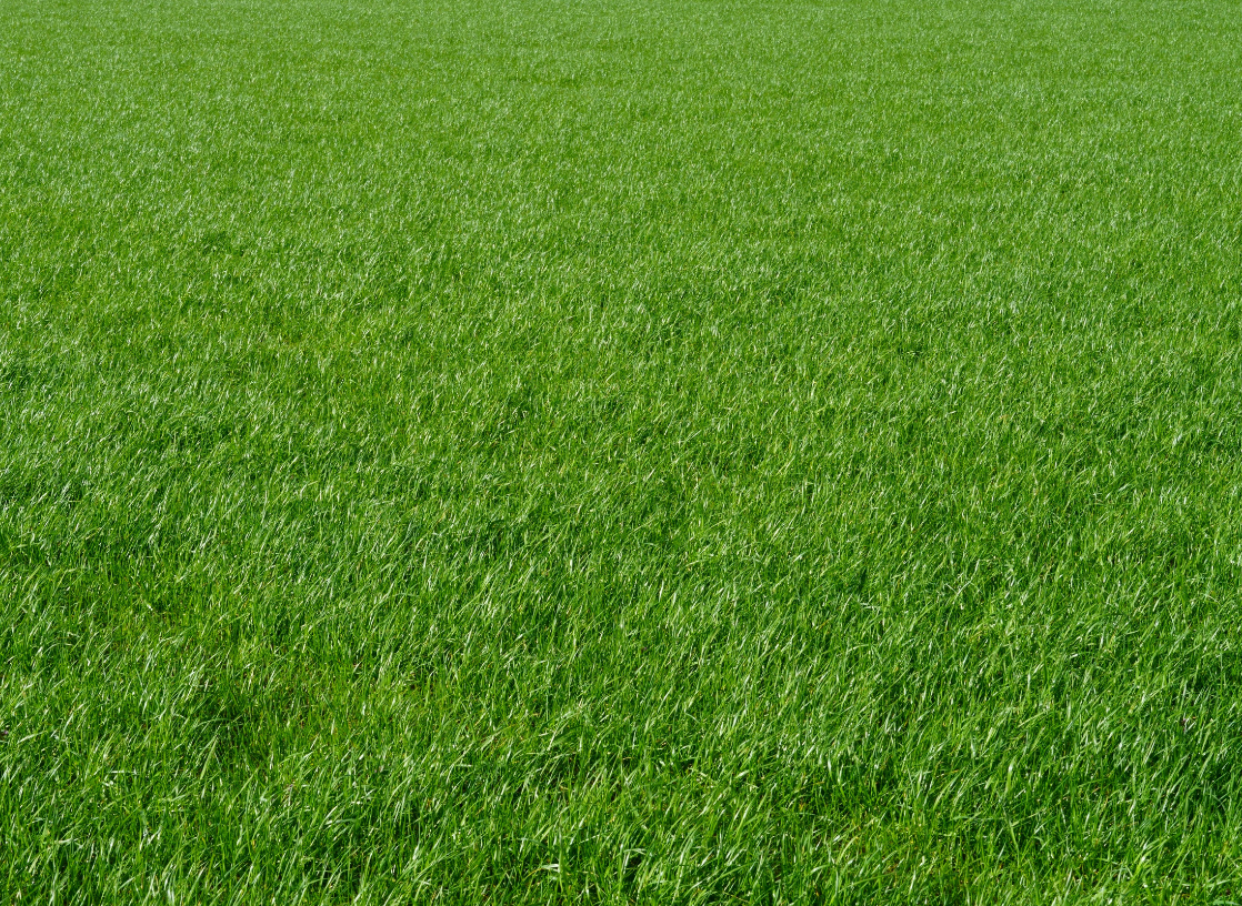 lush lawn, lawn care services in the hamptons