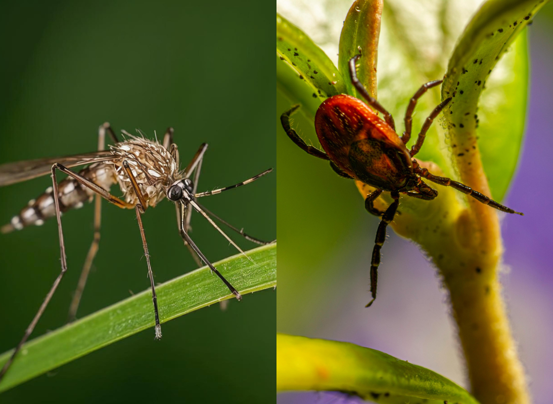 tick and mosquito treatment in the hamptons, creative design landscapes. east hampton, southampton, watermill
