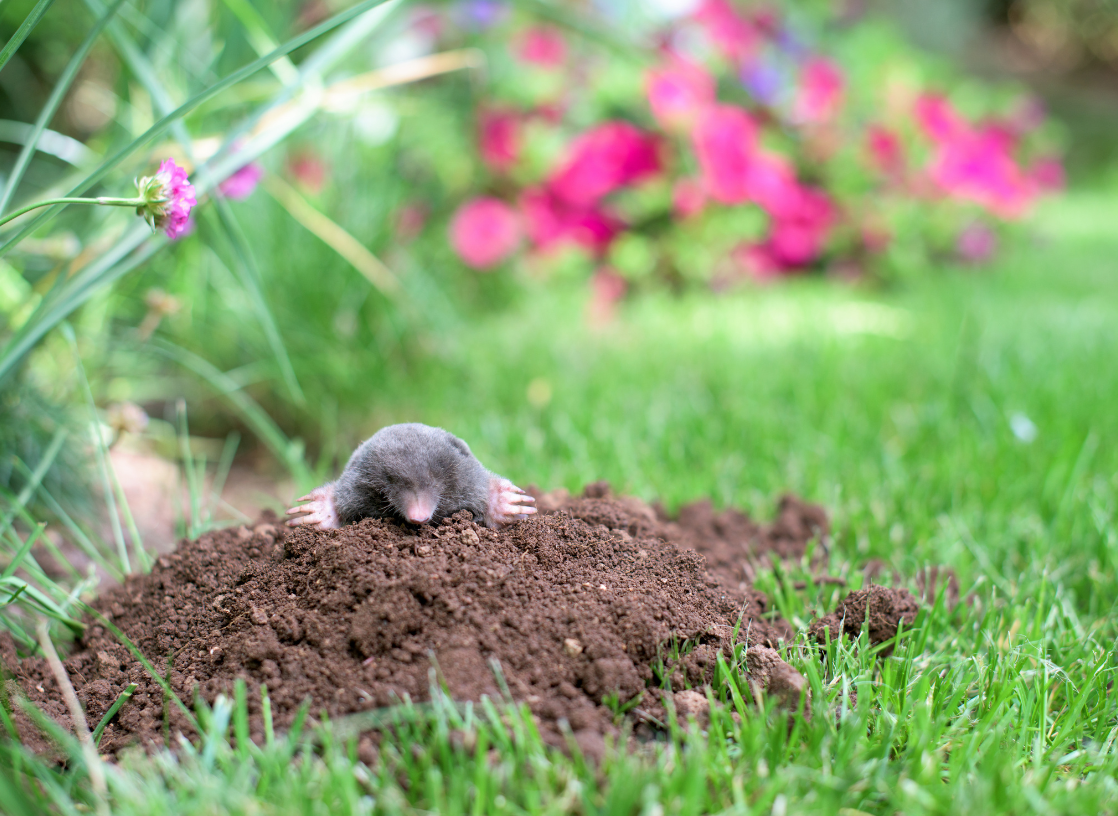 mole and vole extermination in the hamptons