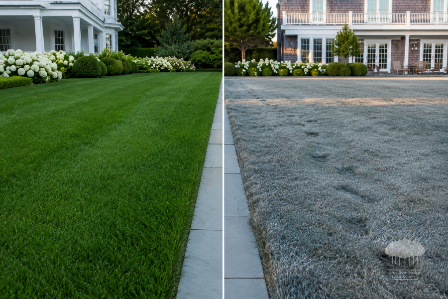 Side-by-side comparison of two Hamptons properties showing a healthy green lawn versus a drought-stressed bluish-gray lawn with visible footprints, illustrating the effects of a summer heat wave on cool-season grass.
