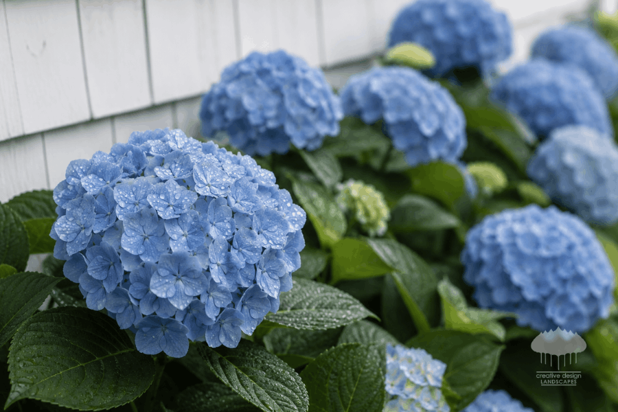 Healthy blue hydrangea blooms against a white shingle estate wall