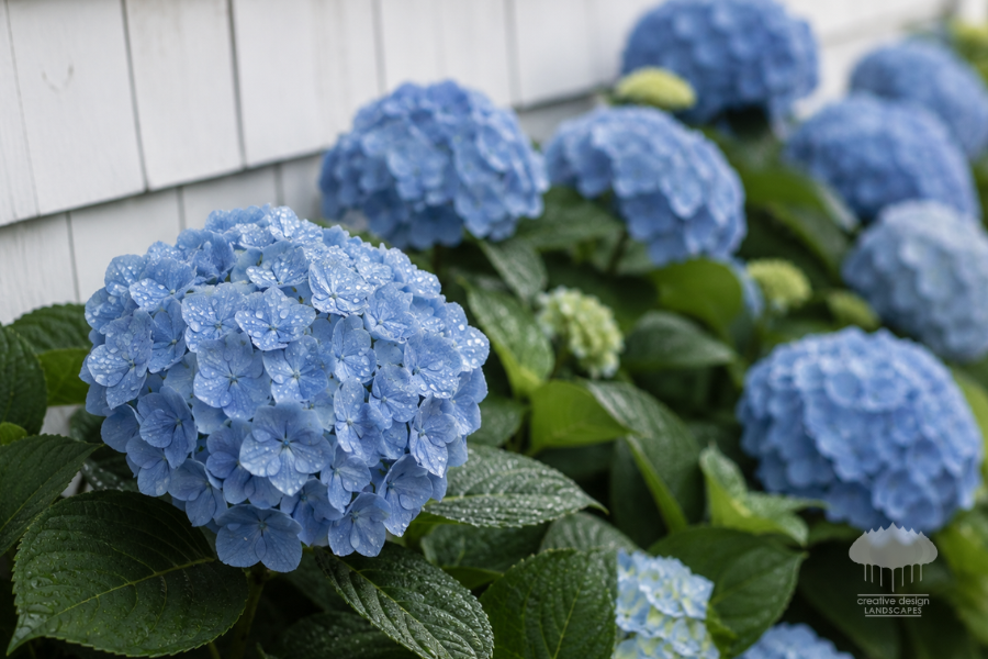 Healthy blue hydrangea blooms against a white shingle estate wall