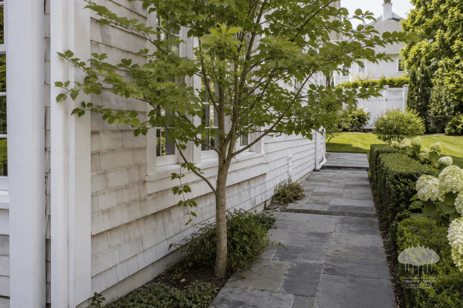 Hamptons fall transplanting. A newly established young tree planted along a stone walkway on a Hamptons property.