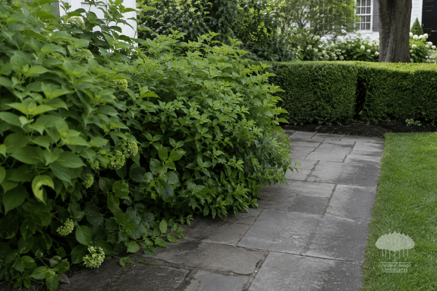 An overgrown hydrangea shrub crowding a bluestone walkway, a common sign a property is ready for Hamptons fall transplanting