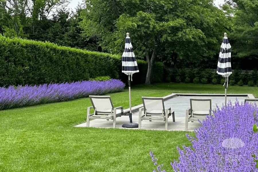 Backyard lounge area with lavender privacy hedge and manicured lawn for fall privacy planning execution.