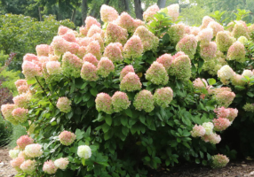 panicle hydrangeas, hamptons landscape design