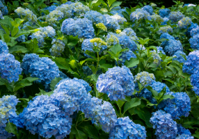 nikko blue hydrangeas, bigleaf hydrangeas. Hamptons landscape design