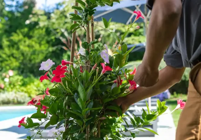 Pruning Flowers Southampton, NY Landscaping Companies