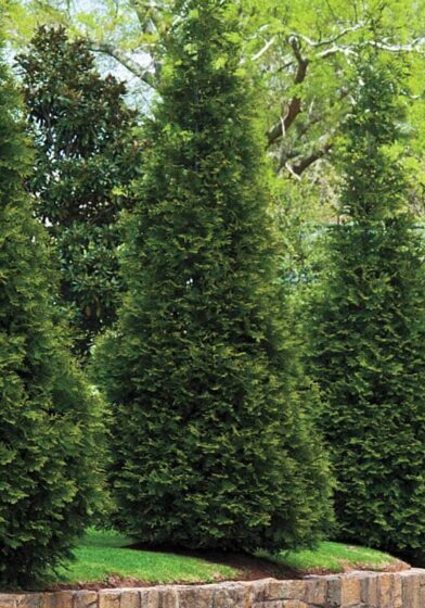 Red Cedar Trees Easthampton, Southampton, Westhampton, Sag Harbor revegetation planting