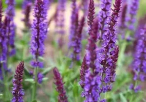 salvia, perennial flower, return each year. creative design landscapes, adding a creative touch to your Hamptons property. East Hampton, Southampton landscaping, garden. Year round garden and lawn care. Gardening made easy in the Hamptons